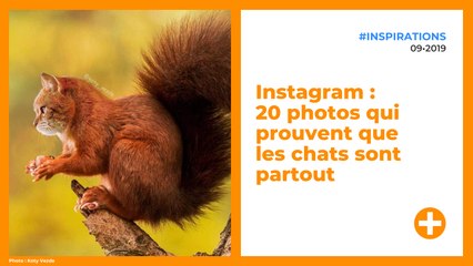 Instagram : 20 photos qui prouvent que les chats sont partout