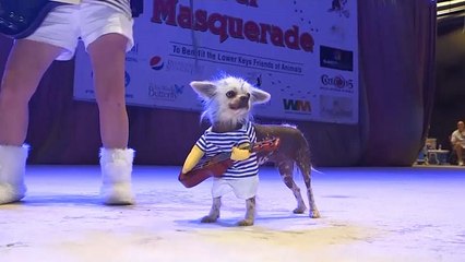 Watch: Pets in Florida get dressed up for masquerade ball