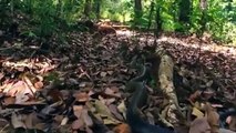 Amazing King Cobra Vs Snake Real Fight - King Cobra Hunting And Kill Snake - Most Attack Of Animals