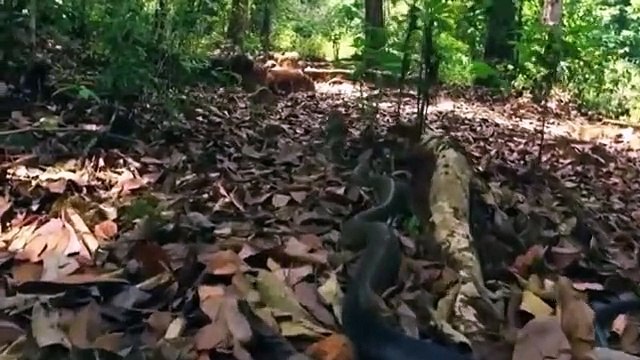 Amazing King Cobra Vs Snake Real Fight - King Cobra Hunting And Kill Snake - Most Attack Of Animals