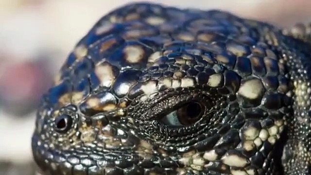 Amazing Lizard Escaped friend From Hunting Of King Cobra Aniamals Save Another Animals