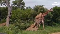 Amazing Mother Giraffe Take Down Five Lions To Protect Her Baby But Fail   Lion vs Giraffe