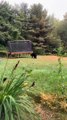 Bear Walks Through Shocked Woman's Yard