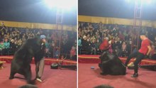 Urso farta-se de ser “palhaço” e ataca domador durante espetáculo de circo