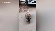 Stray cat gives only piece of meat she can find to her kitten