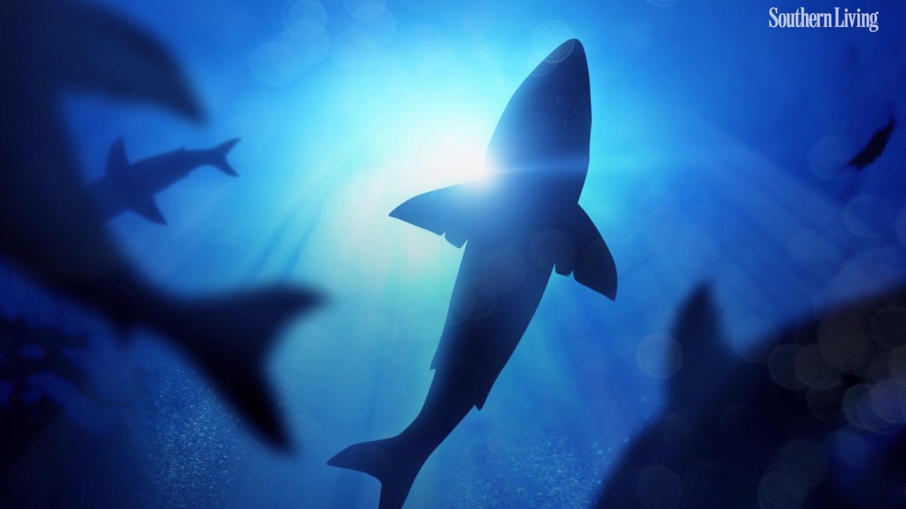 Giant Great White Sharks Are Gathering off the Outer Banks