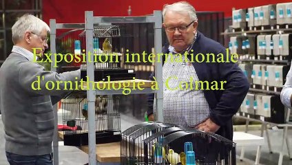 Comment est né le canari frisé français ?