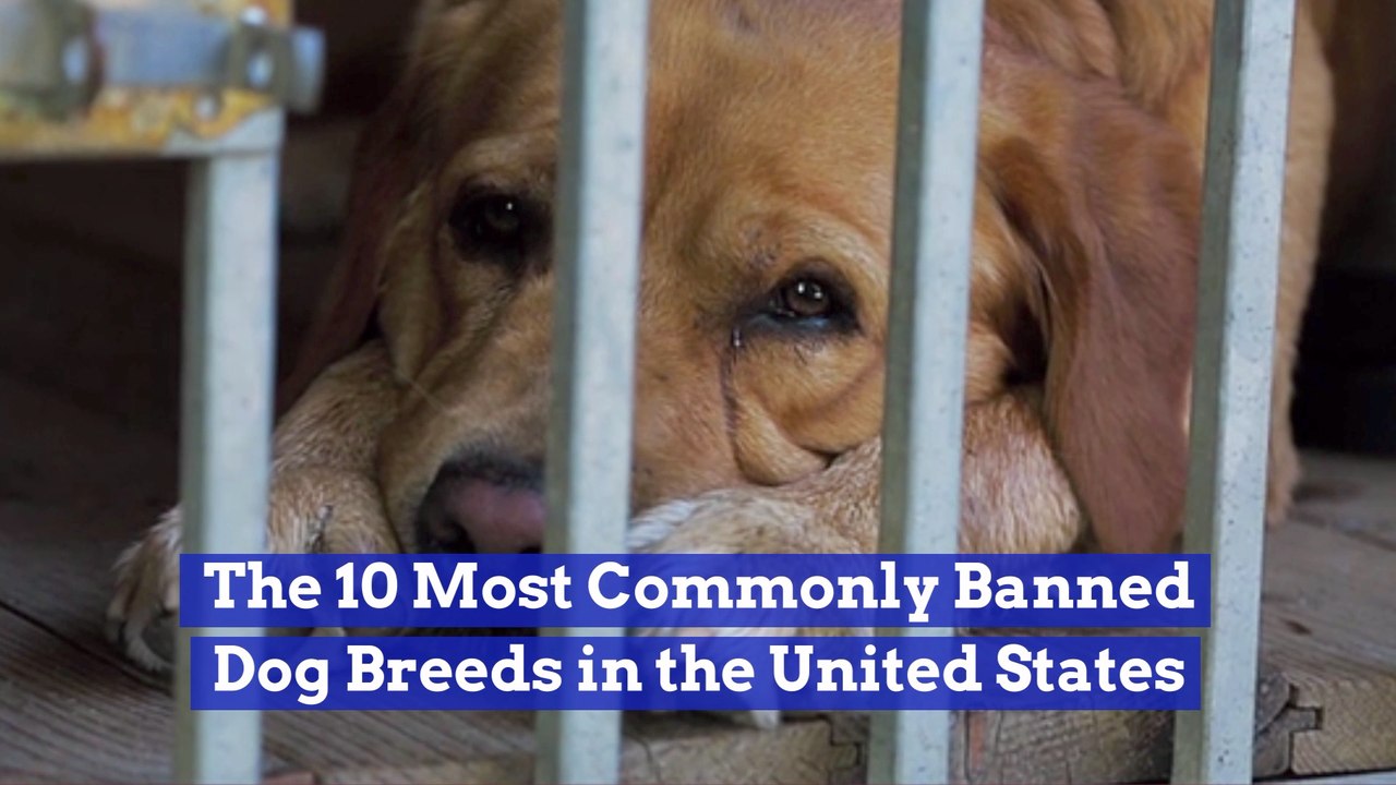 These Dogs Have A Tough Time