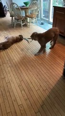 Golden Retriever Pup Takes Friend for a Spin