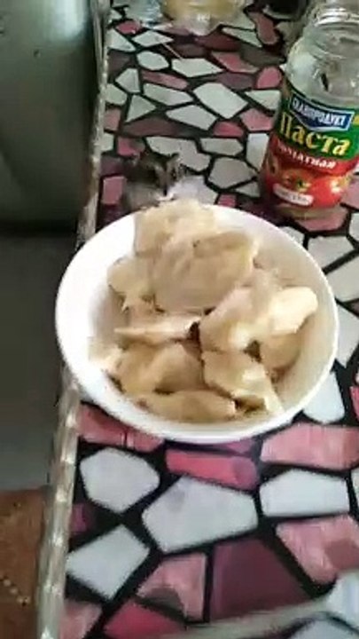 Hamster Happily Munches on Dumpling