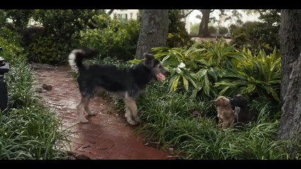 Lady and the Tramp Trailer #2 (2019) - Movie Trailers