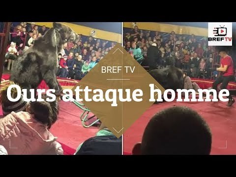 L'horrible moment où un ours de cirque attaque un entraîneur après avoir été forcé d'agir comme un ê