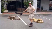 Ce spécialiste nous présente les 3 plus gros spécimens de serpents du monde