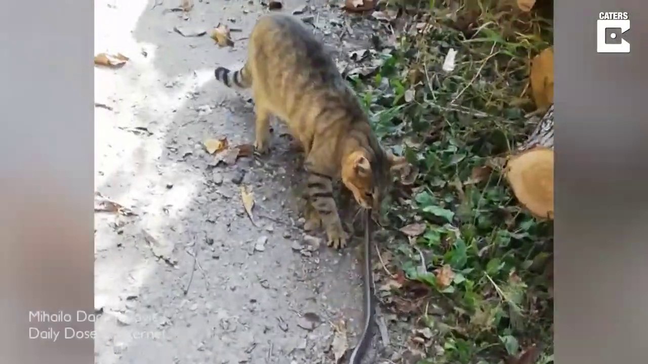 Ce chat n'a pas vraiment peur des serpents