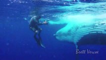 Ces plongeurs nagent au plus près des baleines... Magnifique