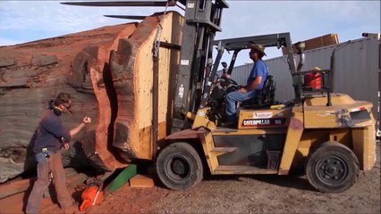 Des bûcherons découpent un Séquoia géant avec une énorme tronçonneuse