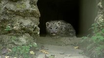 Erstmals im Freien: Schneeleoparden-Babys im Zoo Salzburg (Video)