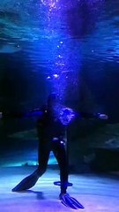 Man in Aquarium Blows Heart-Shaped Rings for Love
