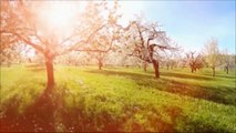 KIÉN E A FLORESTA/TUPY E FLAUTAS MÁGICAS