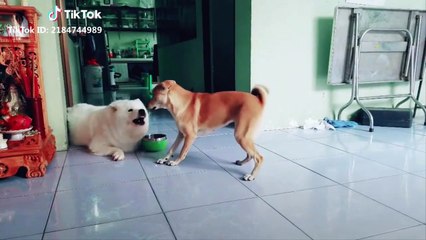 Try Not To Laugh Challenge - Funny Dog Vines Compilation 2019