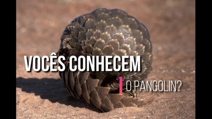Voces conhecem o PANGOLIN?