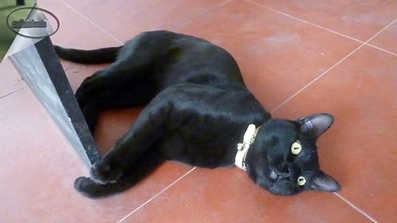 Gato Bombay - Raza de Gato