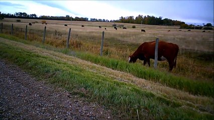 MCH 227 IS THE GRASS GREENER ON THE OTHER SIDE OF THE FENCE THIS COW THINKS SO.