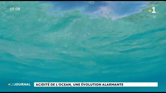 l’acidification du corail menace les récifs coralliens