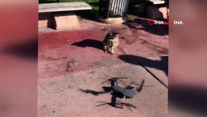Sevimli Kedinin Drone merakı