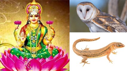 Diwali 2019 : दीवाली पर मिले ये संकेत तो समझ जाएं मां लक्ष्मी का हुआ है आगमन | Boldsky