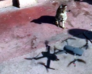 Sevimli kedinin drone merakı