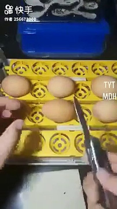 4 chicken pets from one egg - unbelievable facts