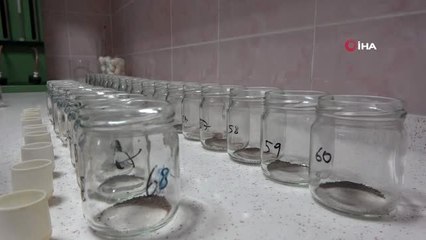 Doğu Karadeniz'de fındık ve çay tarımı tehlikede