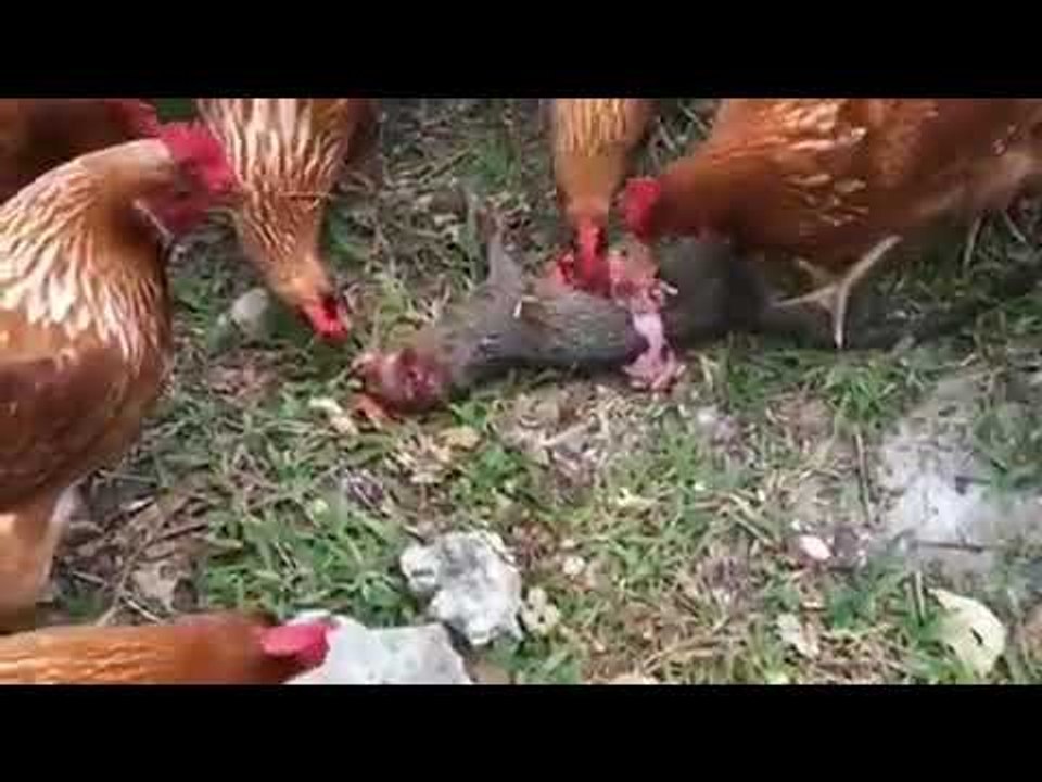 Pulat shqyenjë buklen