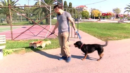 Köpekleri gezdiriyor, ayda 5-6 bin lira kazanıyorlar.