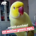 Why can only some birds mimic humans We have the answer - Naturee Wildlife