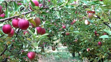 Van'dan kuzey ırak'a 'en güzel elma' ihracatı