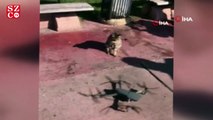Sevimli kedinin drone merakı