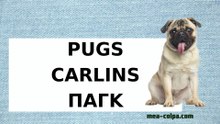 pugs