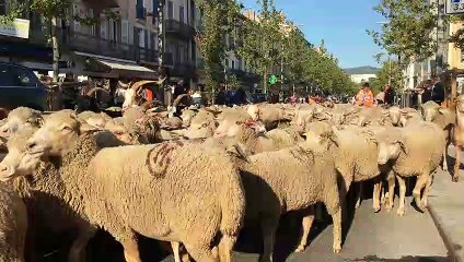 La transhumance passe dans Draguignan