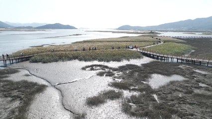 깊어가는 가을...강진만 갈대 '황금빛 물결' / YTN