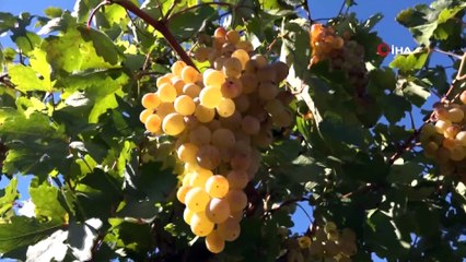 Siverek’te bağ bozumu zamanı