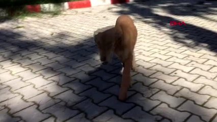 Antalya yolun ortasında yatan köpeği ezen sürücü kaçtı-2