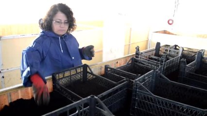 Tokatlı kadın girişimci 10 milyon solucanla gübre üretiyor