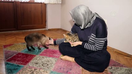 Ameliyat ettirdiği kedi kör olunca sahiplendi - BOLU