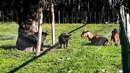 Ferme pédagogique de Grand-Charmont (25) : le coup de colère de l'ancien jardinier de la ville