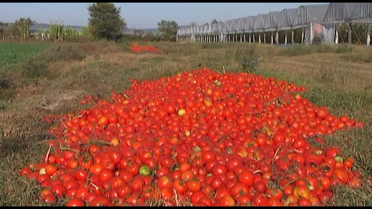 Fermerët e Lushnjes drejt falimentit, prodhimi përfundon i hedhur në tokë