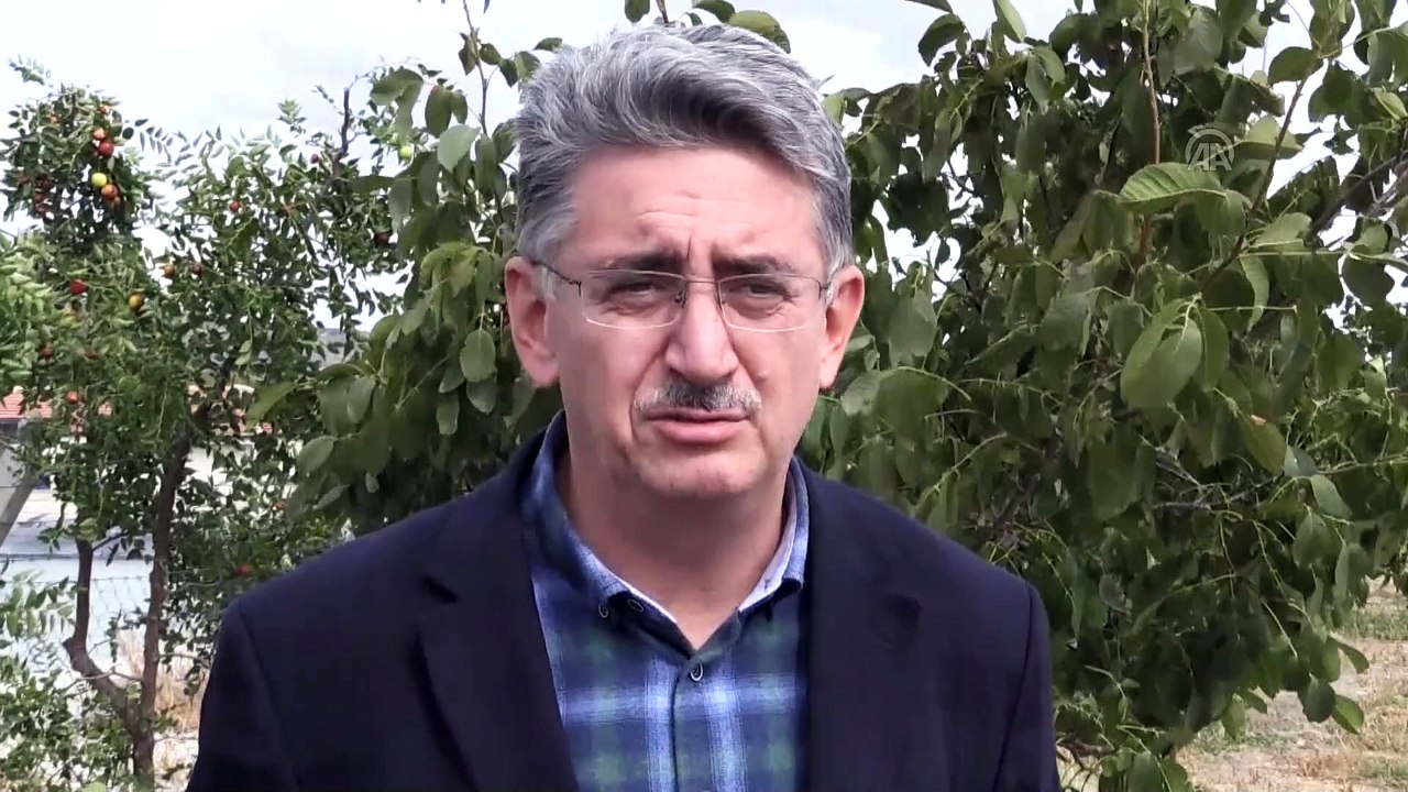 Yabancı otları kaz ve koyunlara yedirerek kara geçiyorlar - YOZGAT