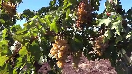 Siverek’te Bağ Bozumu Zamanı