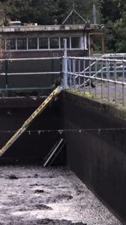 The trapped fox climbed up the ladder to escape.